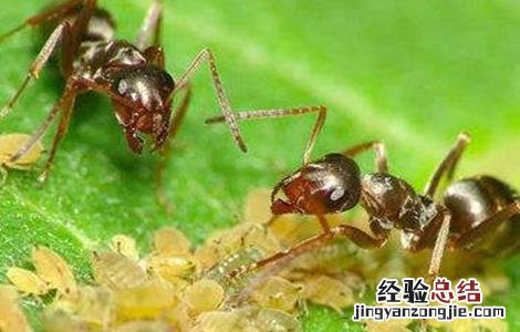 茼蒿的病虫害防治 茼蒿常见病虫害防治方法