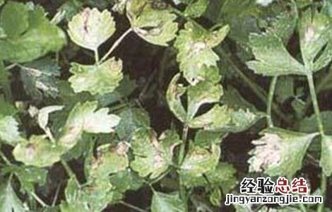 茼蒿的病虫害防治 茼蒿常见病虫害防治方法