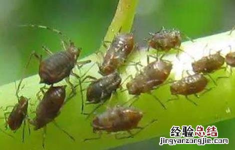 茼蒿的病虫害防治 茼蒿常见病虫害防治方法
