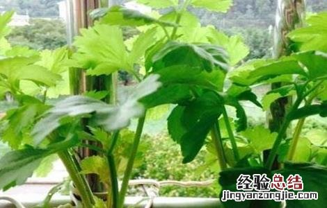芹菜无土栽培技术 芹菜无土栽培技术要点