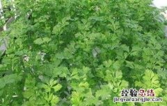 芹菜无土栽培技术 芹菜无土栽培技术要点