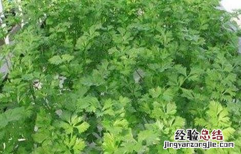 芹菜无土栽培技术 芹菜无土栽培技术要点