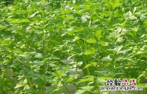 芹菜无土栽培技术 芹菜无土栽培技术要点