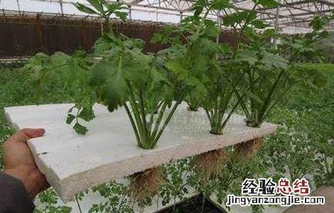芹菜无土栽培技术 芹菜无土栽培技术要点