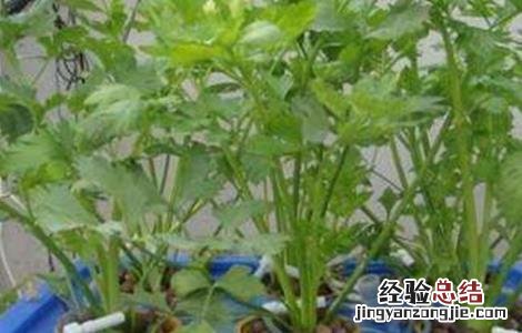 芹菜无土栽培技术 芹菜无土栽培技术要点
