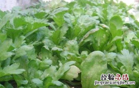 茼蒿高産种植技术 茼蒿高産栽培技术