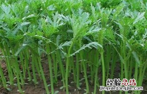 茼蒿高産种植技术 茼蒿高産栽培技术