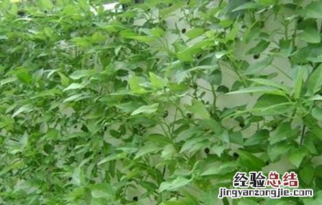 空心菜的无土栽培技术 空心菜无土栽培技术,农村创业项目!