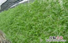空心菜的无土栽培技术 空心菜无土栽培技术,农村创业项目!