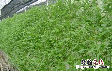 空心菜的无土栽培技术 空心菜无土栽培技术,农村创业项目!