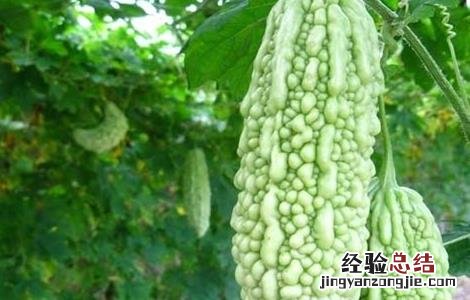 苦瓜常见病害及防治 苦瓜常见病害及防治配药
