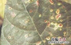 扁豆常见病虫害防治方法 扁豆常见病虫害如何防治