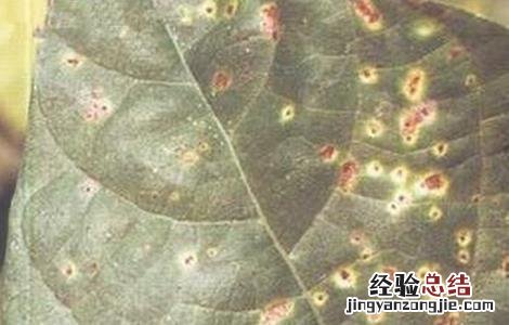 扁豆常见病虫害防治方法 扁豆常见病虫害如何防治