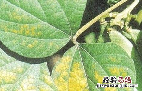 扁豆常见病虫害防治方法 扁豆常见病虫害如何防治
