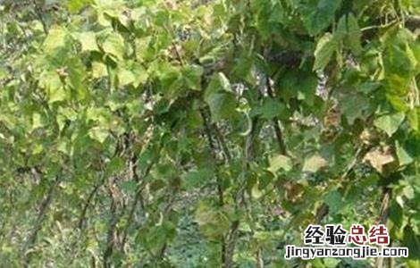 扁豆常见病虫害防治方法 扁豆常见病虫害如何防治