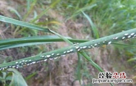 黄花菜常见病虫害 黄花菜常见病虫害图片