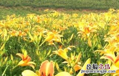 黄花菜常见病虫害 黄花菜常见病虫害图片