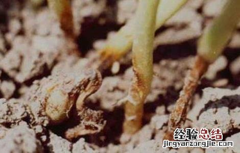 黄花菜常见病虫害 黄花菜常见病虫害图片