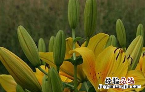 黄花菜常见病虫害 黄花菜常见病虫害图片