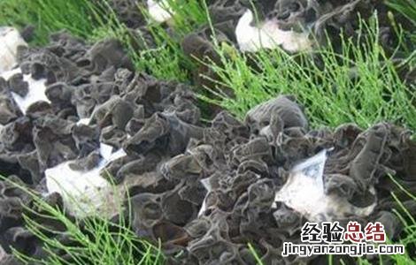 木耳常见病虫害的防治方法 木耳常见病虫害的防治方法视频