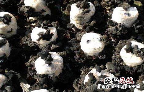 木耳常见病虫害的防治方法 木耳常见病虫害的防治方法视频