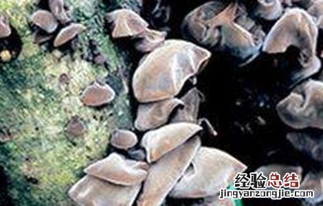 木耳常见病虫害的防治方法 木耳常见病虫害的防治方法视频