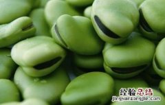 蚕豆的种植方法和时间在家养 蚕豆的种植方法