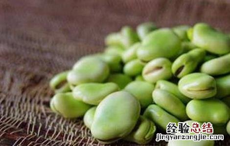 蚕豆的种植方法和时间在家养 蚕豆的种植方法