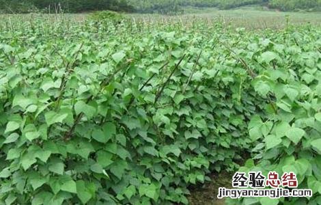 芸豆落花落荚怎么办 芸豆不结荚怎么办