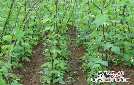 芸豆落花落荚怎么办 芸豆不结荚怎么办