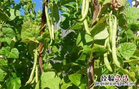芸豆落花落荚怎么办 芸豆不结荚怎么办