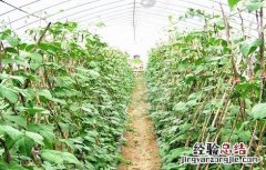 芸豆落花落荚怎么办 芸豆不结荚怎么办