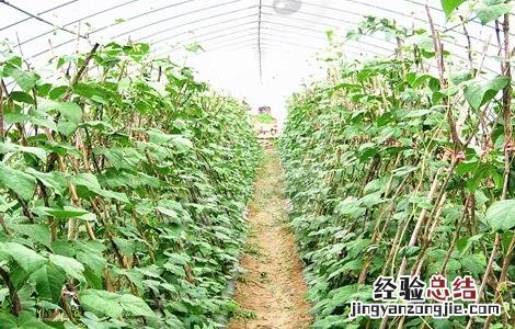 芸豆落花落荚怎么办 芸豆不结荚怎么办