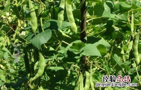 芸豆落花落荚怎么办 芸豆不结荚怎么办