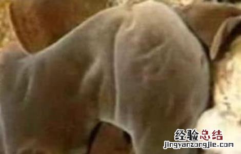 毛木耳二茬怎么管理 毛木耳出耳期管理要点