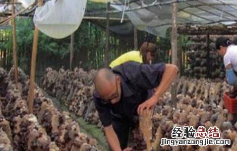 毛木耳二茬怎么管理 毛木耳出耳期管理要点