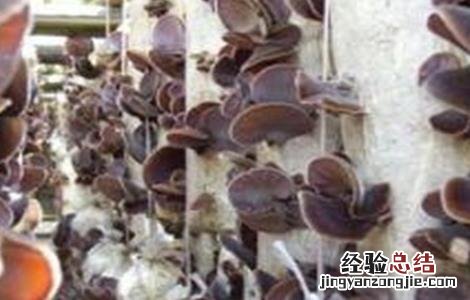 毛木耳二茬怎么管理 毛木耳出耳期管理要点