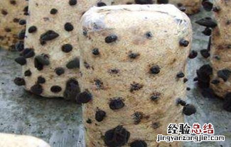 毛木耳二茬怎么管理 毛木耳出耳期管理要点