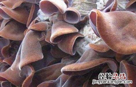 毛木耳二茬怎么管理 毛木耳出耳期管理要点