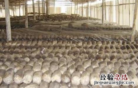 毛木耳二茬怎么管理 毛木耳出耳期管理要点