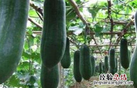 冬瓜不结瓜的原因 冬瓜不结瓜的原因及应对措施