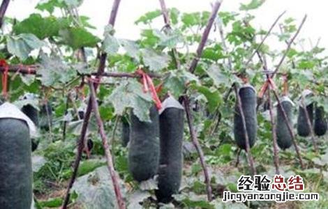 冬瓜不结瓜的原因 冬瓜不结瓜的原因及应对措施