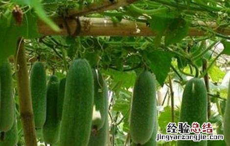 冬瓜不结瓜的原因 冬瓜不结瓜的原因及应对措施