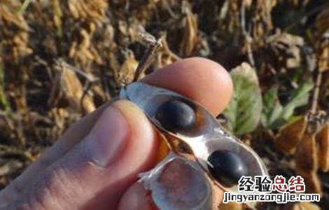 黑豆种植注意事项 黑豆种植注意事项和禁忌