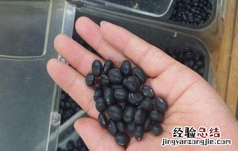 黑豆种植注意事项 黑豆种植注意事项和禁忌