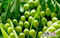 怎样种植豌豆 怎样种植豌豆尖的视频