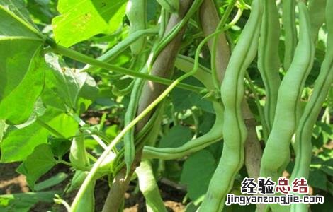 芸豆怎么种才能高产 芸豆怎么种才能高产呢