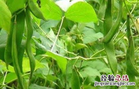 芸豆怎么种才能高产 芸豆怎么种才能高产呢