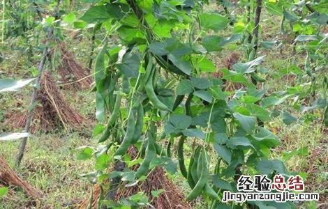 芸豆怎么种才能高产 芸豆怎么种才能高产呢