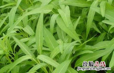 空心菜常见病害及防治 空心菜常见病害及防治方法